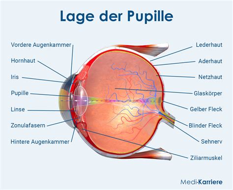 hermes am auge